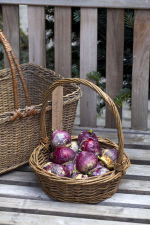hyacinth bulbs in a basket on a benchの写真素材