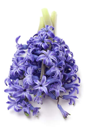 hyacinth flowers isolated on whiteの写真素材