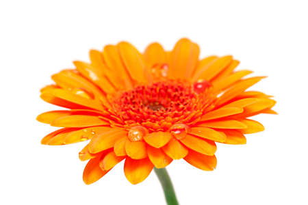 orange gerber flower with water dropsの写真素材