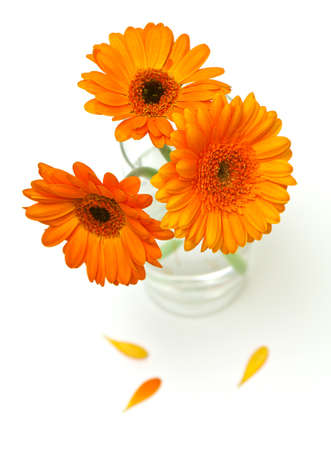 orange gerber flowers in a glass isolated on whiteの写真素材