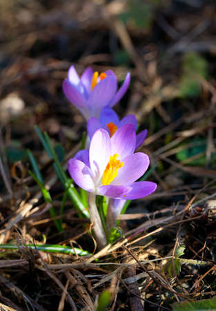 crocus flowersの写真素材