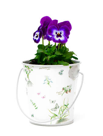 pansies in a beautiful bucket isolated on whiteの写真素材