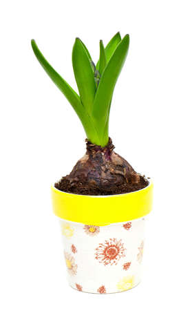 Growing hyacinth flower bulb in pot isolated on white background