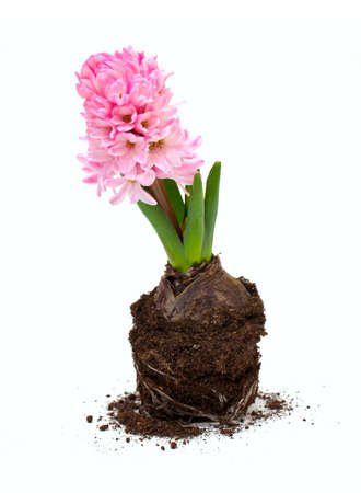 growing pink hycinth with roots