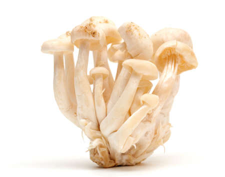 white beech mushrooms isolated on white