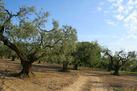 olive tree gardenの写真素材