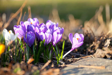 crocus flowers in evening light
