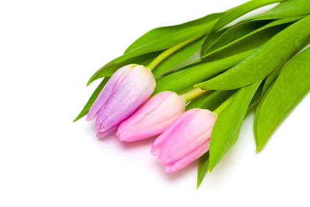 three pink tulipsの写真素材
