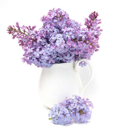 bouquet of lilac  isolated on white backgroundの写真素材