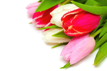 tulips with drops close upの写真素材