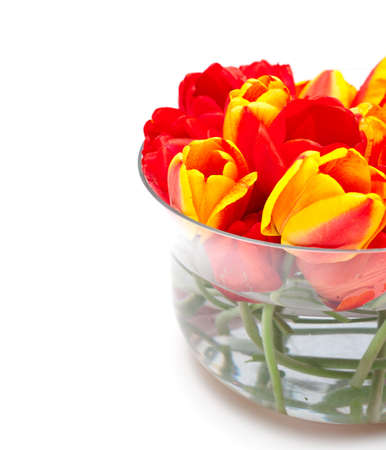 red and yellow tulips in glass vaseの写真素材