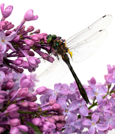 dragonfly on lilac flowers isolated on whiteの写真素材
