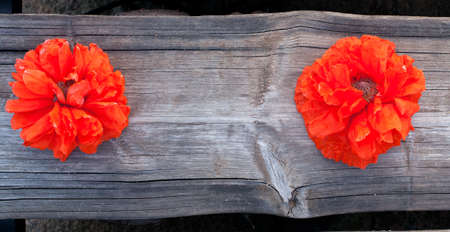 decorative poppy flower on wooden surfaceの写真素材