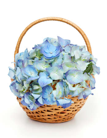 Blue Hydrangea in a basket