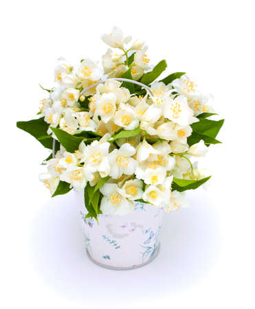 jasmine flowerの写真素材