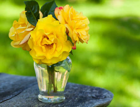 yellow roses in gardenの写真素材