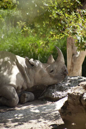 white rhino is relaxing in shadeの写真素材