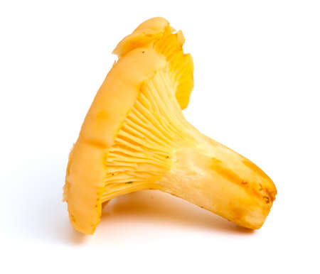 chanterelle mushrooms over whiteの写真素材