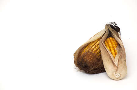 dried corb cobs and empty space for your text