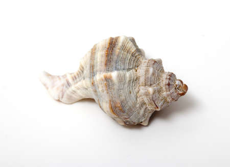 sea shell isolated