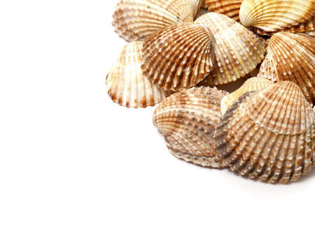 sea shells frsmeの写真素材