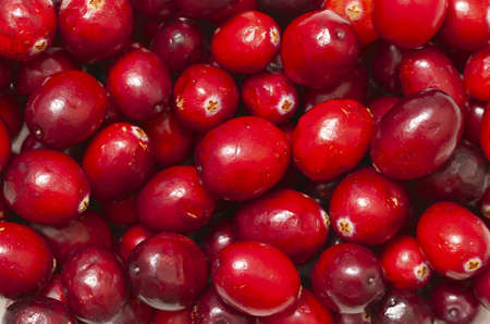 cranberries backgroundの写真素材