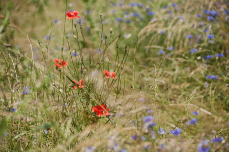 field with corn flowersの写真素材