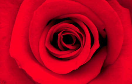 red rose backgroundの写真素材