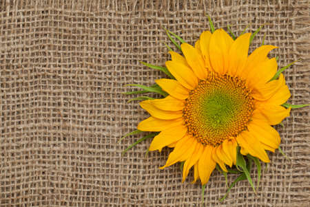 sunflower on sackclothの写真素材