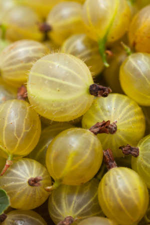 gooseberryの写真素材