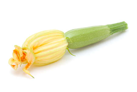 fresh young marrow with flower isolated on white backgroundの写真素材