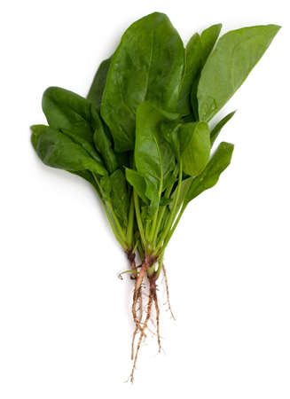 spinach with roots isolated on white background spinach with roots isolated on white background