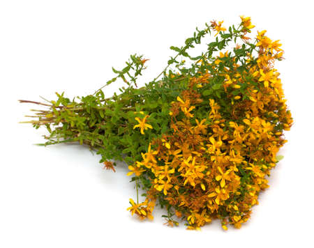 St. John's wort on a white backgroundの写真素材