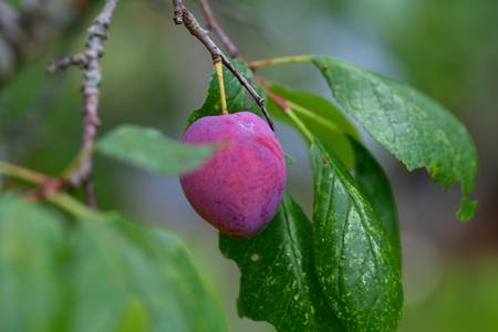 plum growingの写真素材