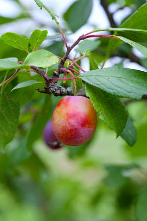 plum growingの写真素材