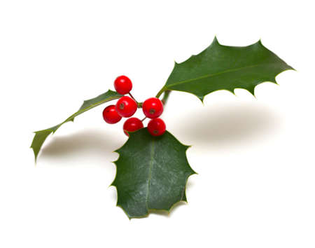 Holly leaf sprig with red berries, isolated over white backgroundの写真素材