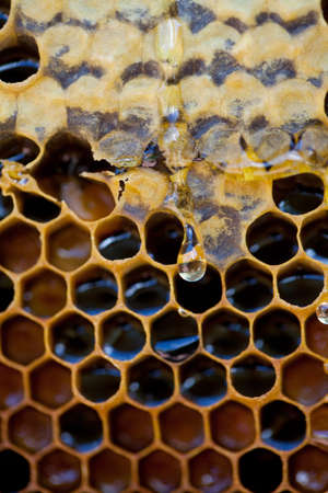 Honey comb with dripping honeyの写真素材