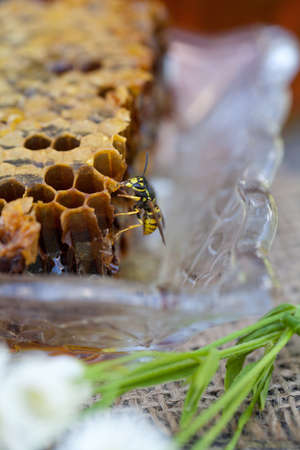 wasp collecting honey from honey comb in a plate
