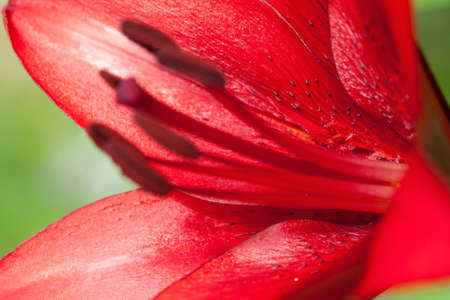 red lily close upの写真素材
