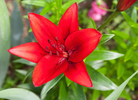 red lily close upの写真素材