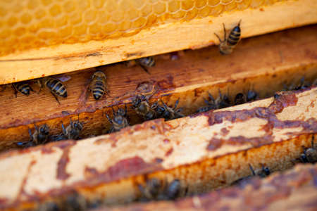 honey bees workingの写真素材