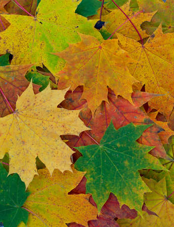 colorful maple leaves