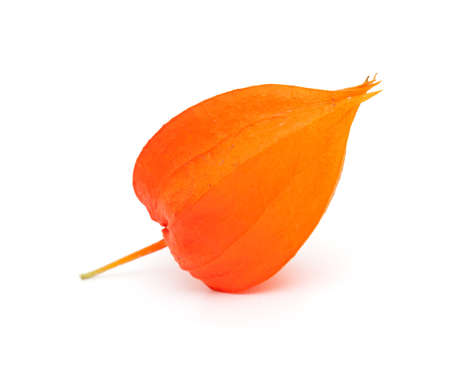 Chinese Lantern (Physalis alkekengi) isolated on whiteの写真素材