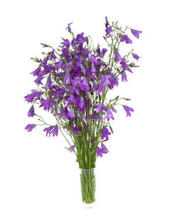 Campanula flowers isolated on white backgroundの写真素材