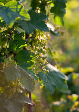 berries of black currant in early summer