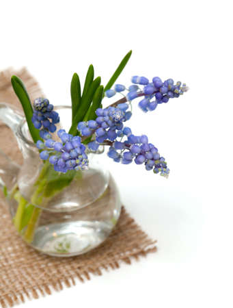 muscari in a glass vase isolated on white backgroundの写真素材
