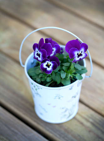 violet pansies on wooden surfaceの写真素材