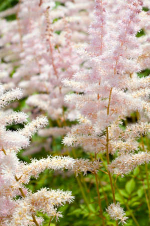 decorative reedの写真素材