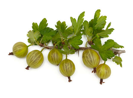 gooseberry isolated on white backgroundの写真素材