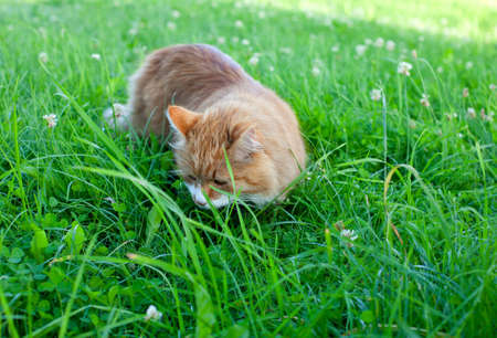 cat on grassの写真素材